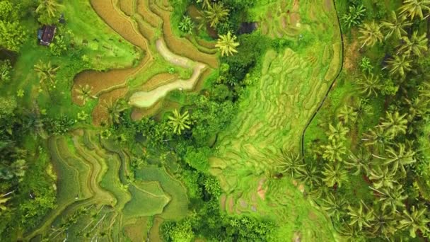 Indah Sinematik Ubud Bali Drone Cuplikan Dengan Eksotis Beras Teras — Stok Video