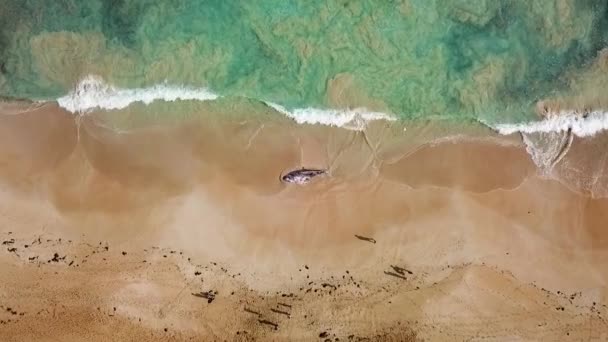無人偵察機が浜に流された死んだクジラの方へ移動中 — ストック動画