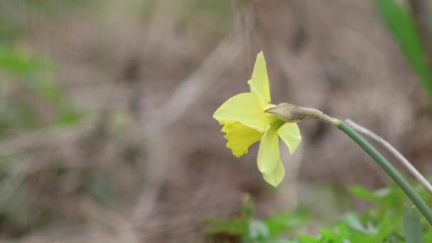 Одинокий Желтый Нарцисс Поле Весной — стоковое видео
