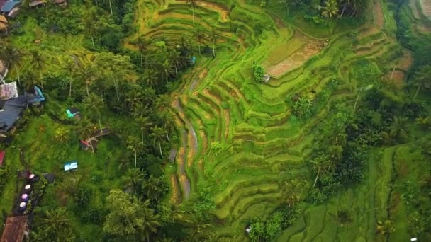 Vackra Filmiska Ubud Bali Drönare Film Med Exotiskt Ris Terrass — Stockvideo