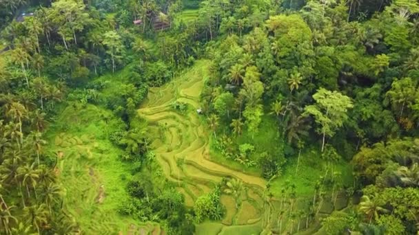 Gyönyörű Mozi Ubud Bali Drón Felvételek Egzotikus Rizsterasszal Kis Gazdaságok — Stock videók