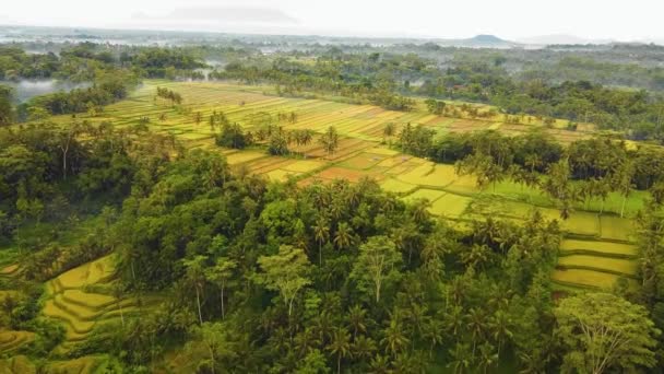 Piękny Kinowy Ubud Materiał Filmowy Drona Bali Egzotycznym Tarasem Ryżowym — Wideo stockowe