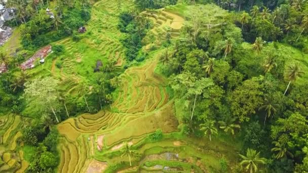 Kaunis Elokuvallinen Ubud Balin Drone Materiaalia Eksoottisella Riisiterassilla Pienillä Maatiloilla — kuvapankkivideo