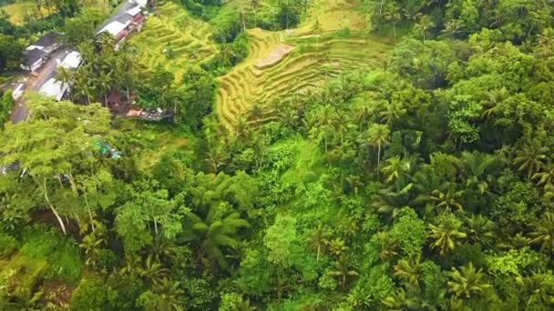 Gyönyörű Mozi Ubud Bali Drón Felvételek Egzotikus Rizsterasszal Kis Gazdaságok — Stock videók
