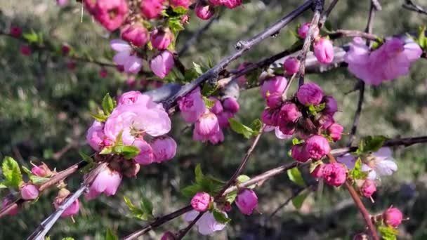 China Tea Rose Bloemen Met Honingbijen — Stockvideo