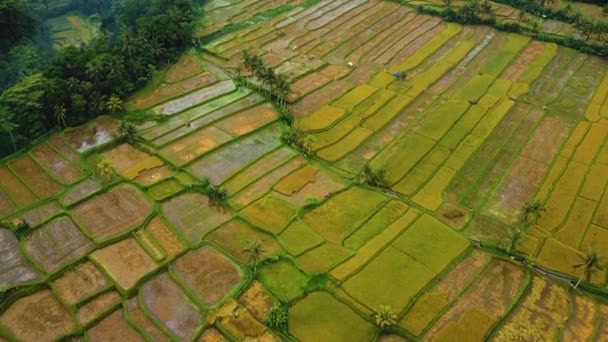 美丽的电影Ubud 巴厘无人驾驶飞机镜头异国情调稻田 小农场和农林种植园 使用Dji无人机在全Hd 1080P中拍摄这段自然空气画面 — 图库视频影像