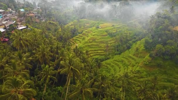 Lindo Ubud Cinematográfico Bali Drone Imagens Com Terraço Arroz Exótico — Vídeo de Stock