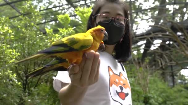 Sun Conure Papugi Jedzą Jedzenie Rękach Azjatyckiej Turystki Turystka Nosi — Wideo stockowe