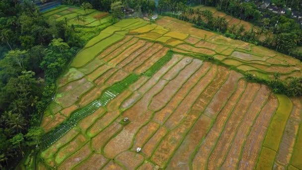 Vackra Filmiska Ubud Bali Drönare Film Med Exotiskt Ris Terrass — Stockvideo