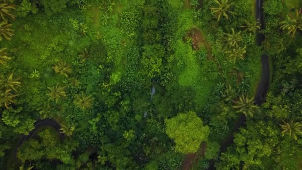 美丽的电影Ubud 巴厘无人驾驶飞机镜头异国情调稻田 小农场和农林种植园 使用Dji无人机在全Hd 1080P中拍摄这段自然空气画面 — 图库视频影像