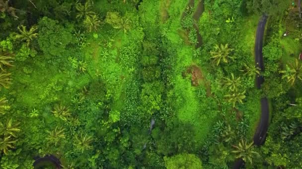 Piękny Kinowy Ubud Materiał Filmowy Drona Bali Egzotycznym Tarasem Ryżowym — Wideo stockowe