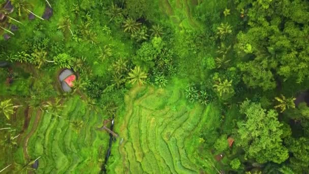 Hermoso Ubud Cinematográfico Metraje Del Dron Bali Con Terraza Arroz — Vídeo de stock