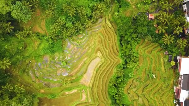 Hermoso Ubud Cinematográfico Metraje Del Dron Bali Con Terraza Arroz — Vídeo de stock