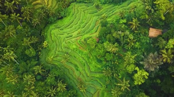 Beautiful Cinematic Ubud Bali Drone Footage Exotic Rice Terrace Small — Stock Video