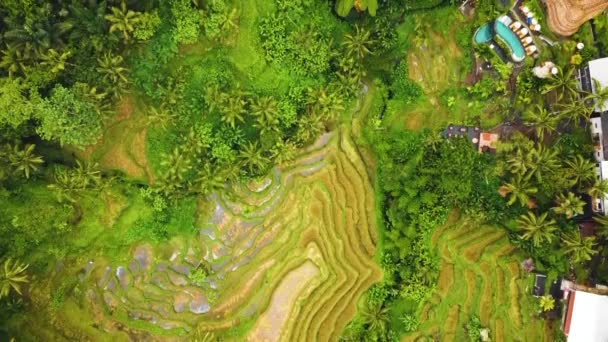 Lindo Ubud Cinematográfico Bali Drone Imagens Com Terraço Arroz Exótico — Vídeo de Stock