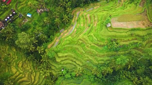 Krásné Filmové Ubud Záběry Bali Dronů Exotickou Rýžovou Terasou Malými — Stock video