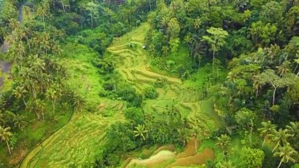 Bellissimo Filmato Cinematografico Ubud Drone Bali Con Terrazza Riso Esotico — Video Stock