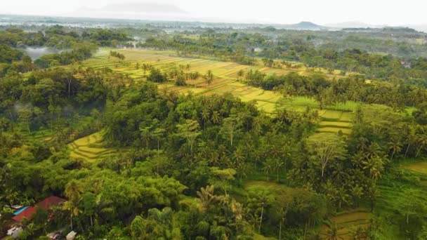 Magnifique Ubud Cinématographique Images Drone Bali Avec Terrasse Riz Exotique — Video