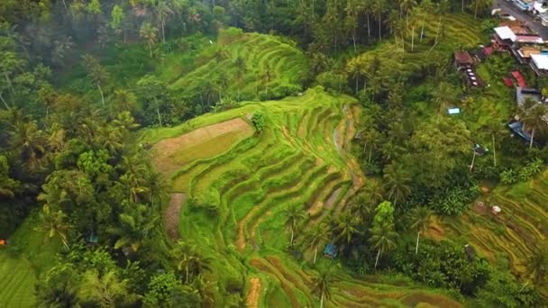 Prachtige Filmische Ubud Bali Drone Beelden Met Exotisch Rijstterras Kleine — Stockvideo