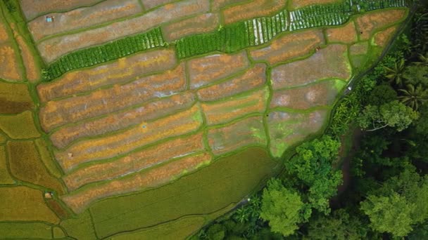 Hermoso Ubud Cinematográfico Metraje Del Dron Bali Con Terraza Arroz — Vídeo de stock