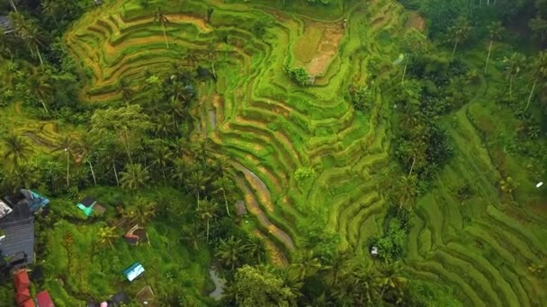 Frumos Film Cinematografic Ubud Drone Bali Terasă Exotică Orez Ferme — Videoclip de stoc