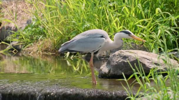 Grey Heron Pond Fish Its Beak Zpomalený Film — Stock video