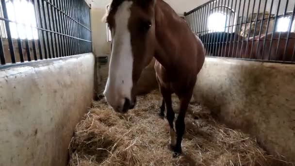 Brązowy Koń Stajni Szczęśliwie Macha Głową Łapą — Wideo stockowe