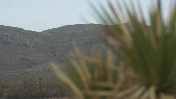 Slider Chisos Mountains Out Focus Yucca Cactus Foreground — Stock Video