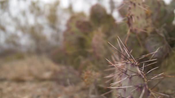 Macro Close Slider Prickly Pear Cactus Thorns — стоковое видео