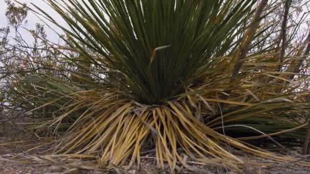 Χαμηλή Γωνία Ολίσθησης Ένα Yucca Cactus Στο Δυτικό Τέξας Δεξιά — Αρχείο Βίντεο