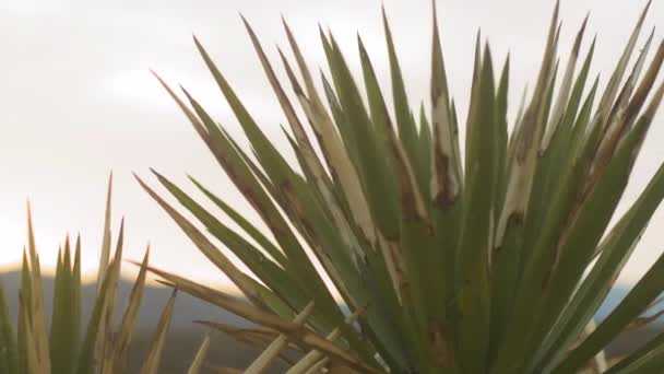 Dolly Auf Einer Yucca Anlage Mit Wüstenbergen Hintergrund Bei Sonnenuntergang — Stockvideo