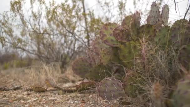 Dolly Prickly Pear Cactus Nel Deserto Sinistra Destra — Video Stock