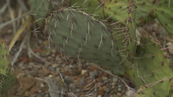 Extreme Nahaufnahme Auf Kaktusfeigenkaktus Wüste Von Rechts Nach Links — Stockvideo