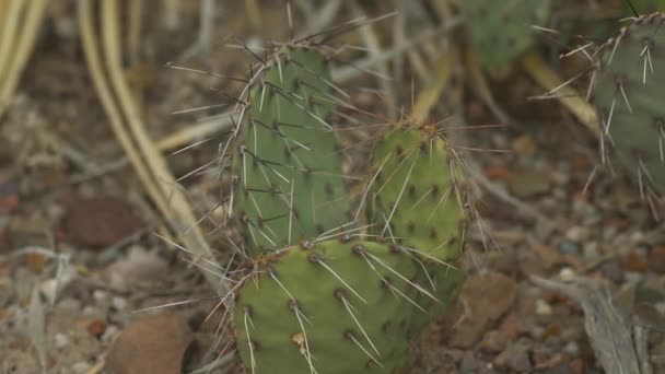 Extremo Close Cacto Espinhoso Deserto Esquerda Para Direita — Vídeo de Stock