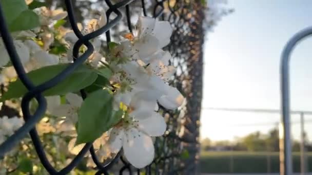 Białe Kwiaty Przez Łańcuch Link Ogrodzenia Boisko Koszykówki — Wideo stockowe
