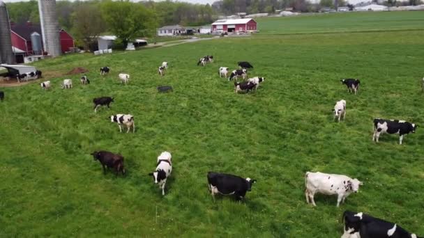 Vaches Rurales Dans Champ Herbeux — Video