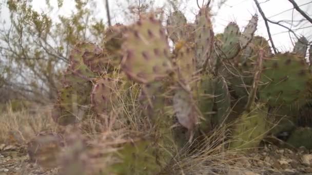 Dolly Prickly Pear Cactus Nel Deserto Destra Sinistra — Video Stock