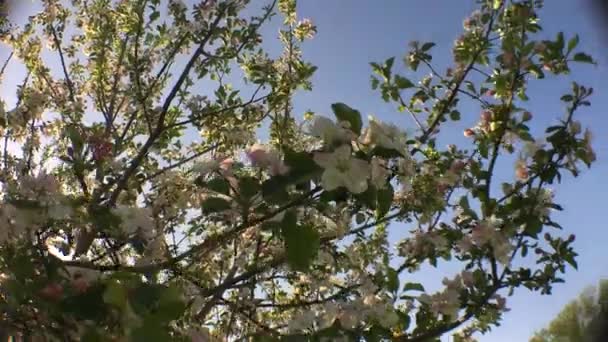 Rüzgarda Esen Ağaçtaki Beyaz Çiçekler — Stok video