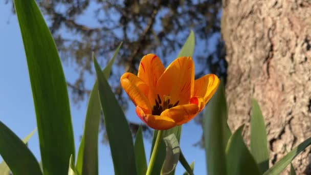 Flor Laranja Jardim Pela Árvore — Vídeo de Stock