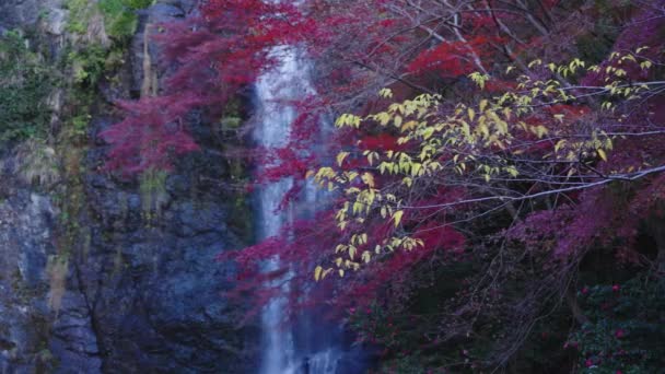Japanska Maples Och Minoh Falls Osaka Japan — Stockvideo