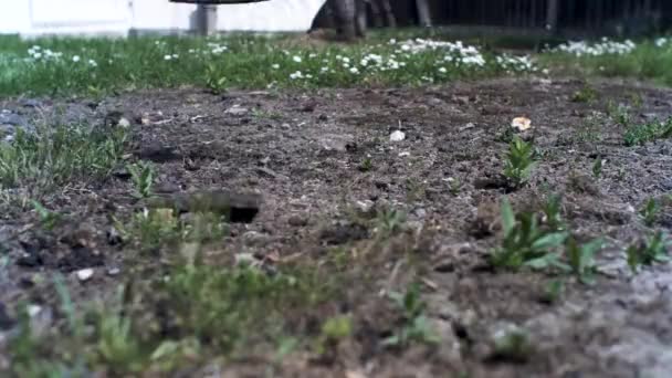 Lage Hoek Uitzicht Oude Roestige Hark Wordt Gebruikt Puin Kleine — Stockvideo