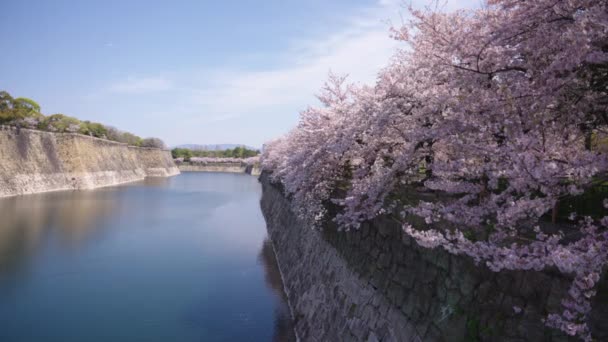 Reihe Von Kirschblütenbäumen Entlang Der Burgmauer Von Osaka Castle — Stockvideo