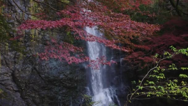 Arces Rojos Otoño Cascada Mino Osaka Japón — Vídeo de stock