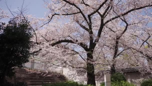 Rustige Kersenbloesem Bomen Staan Garden Park Osaka Langzame Pan Rechts — Stockvideo