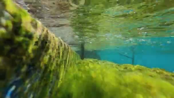 Groene Algen Onder Water Aan Kust — Stockvideo