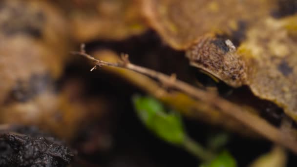 Sarı Kurbağanın Gözünün Yakın Görüntüsü Sağa Kaydır — Stok video