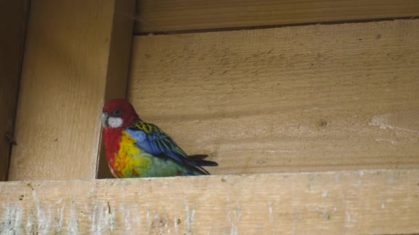 Anxious Young Macaw Parrot Bitten Wooden Wall Close — Stock Video