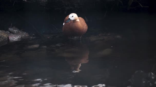 Låtsas Att Ruddy Shelduck Reflekterar Över Pond Water Slow Motion — Stockvideo