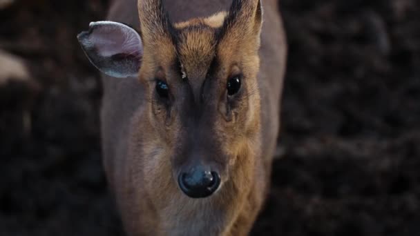 Muntjac Reeves Está Desorientado Perto — Vídeo de Stock