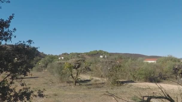 Several Wild Storks Portugal — Stock Video